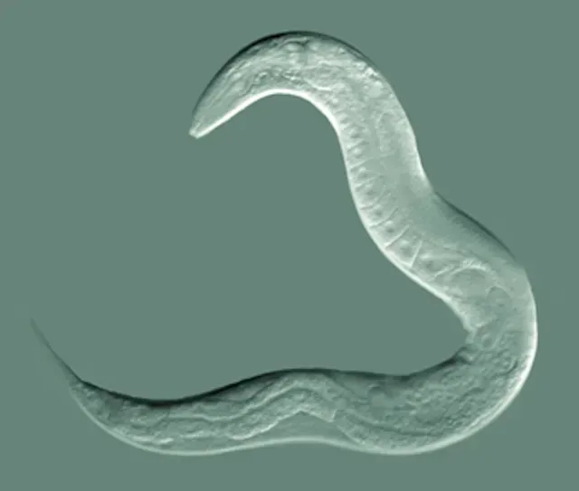 Gusano transparente bajo el microscopio