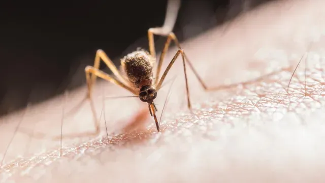 La picadura de un mosquito puede contagiar el dengue. Foto: Pexeles | Ilustrativa