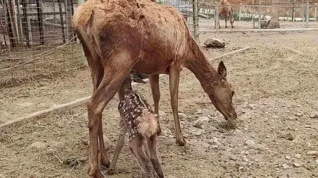 Madre y cría tras nacimiento de venado en el Parque Morelos de Tijuana. Foto: Ayuntamiento de Tijuana