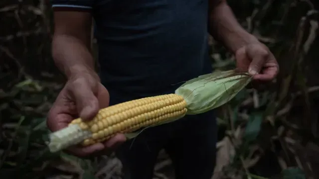 cultivo de maíz en chiapas