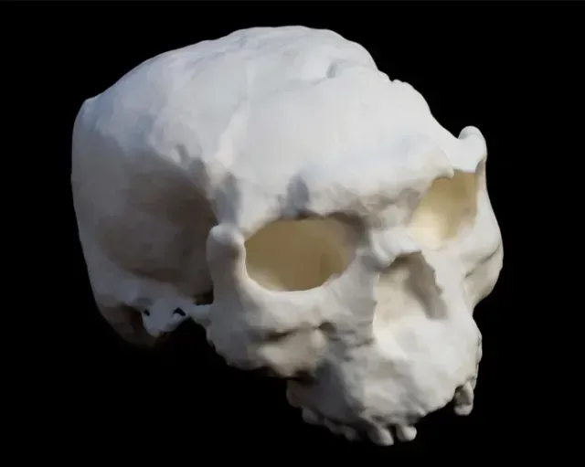 Modelo 3D de un cráneo de Homo erectus hallado en China