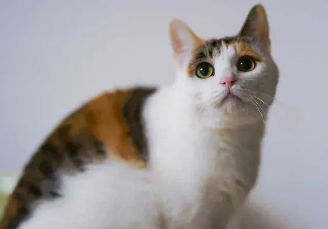 Gata carey
