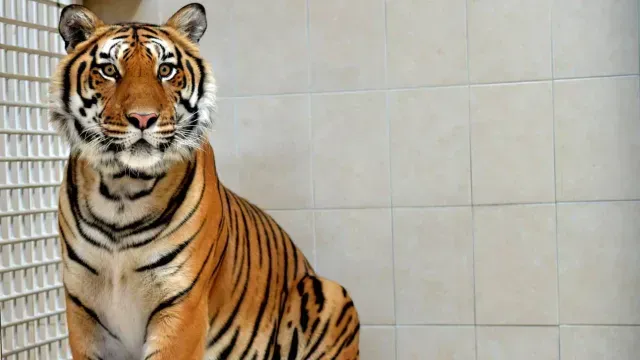 Tigre es Donado a Municipio de Ecatepec por Vecino