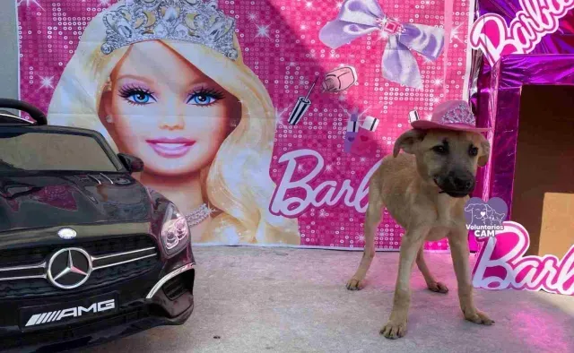 Los perritos siguen puestos en adopción responsable