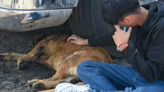 Barbitas, perrito herido en ataque en la Central de Abasto de Toluca
