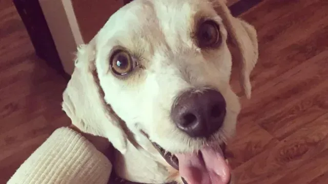 Aunque más mexicanos optan por la adopción en lugar de comprar, todavía hay una gran población de perros callejeros. Foto: N+