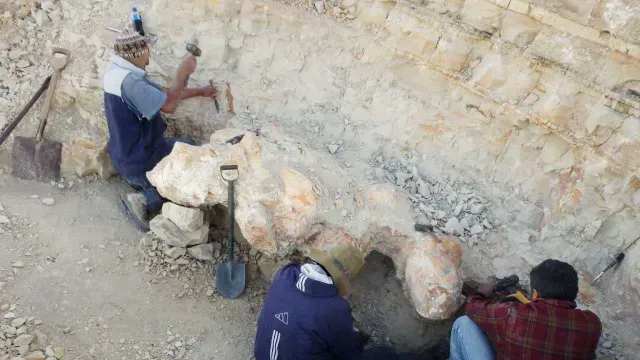 En principio no se supo que eran huesos sino más bien rocas, por la dureza de las vértebras. Foto: Reuters