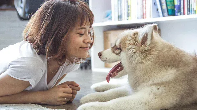 El cerebro de los perros es más sensible a la voz de las mujeres