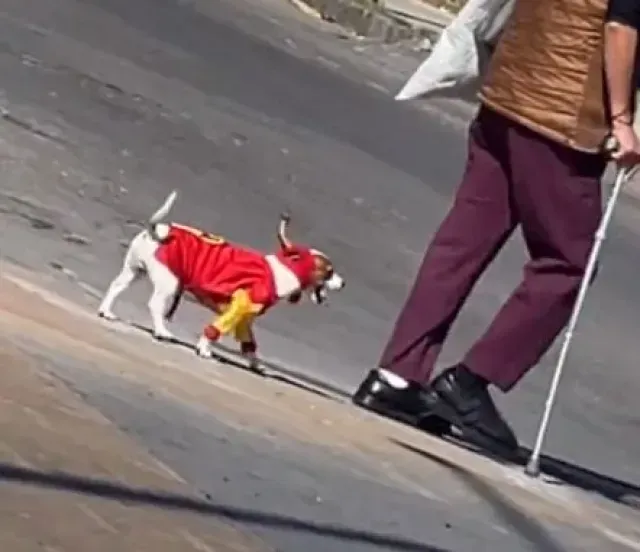 Captan a ‘Chesperrito’ el Perrito con Disfraz del Chapulín Colorado