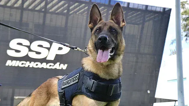 Ciki y Diego, dos canes de Hungría, trabajarán en detección de fentanilo