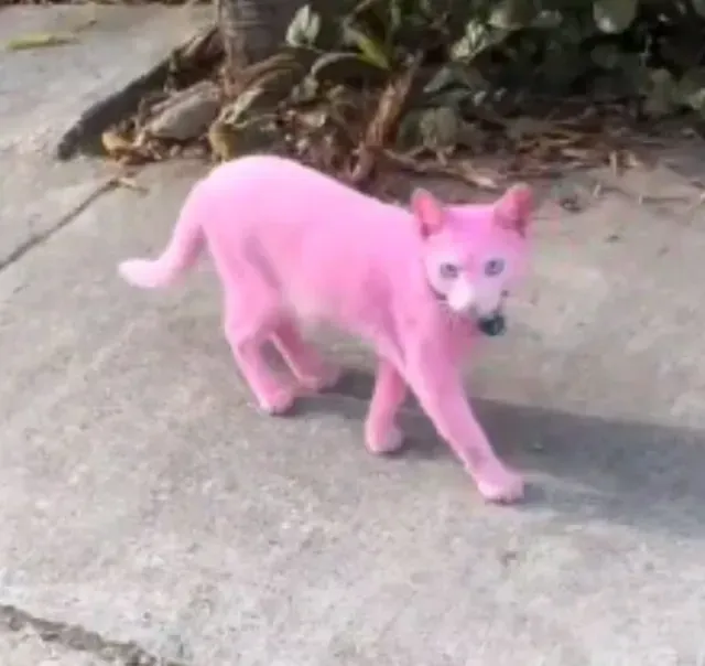 Captan a Gato Pintado de Rosa Paseando por la Calle