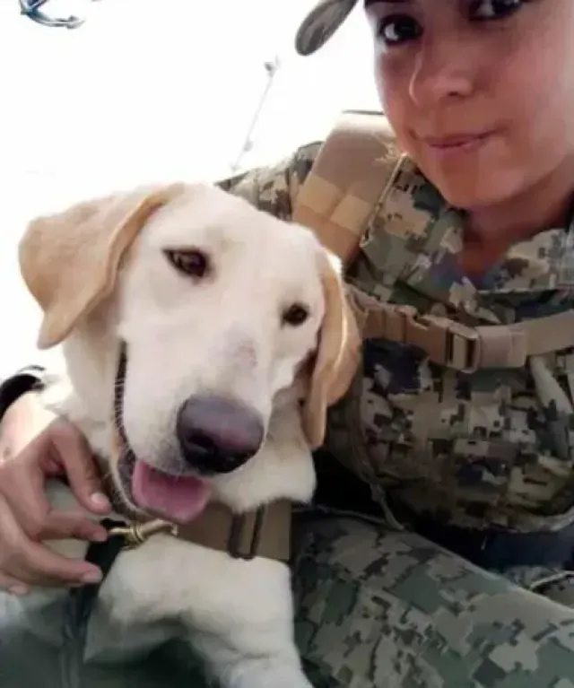 Perrita Rescatista Maya Podría Ayudar en Acapulco Tras Huracán Otis