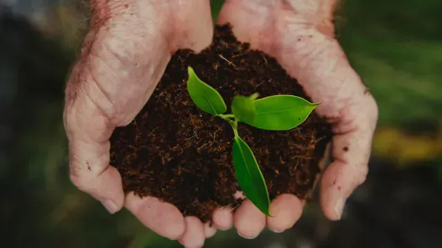 Manos sosteniendo un pequeño brote verde con tierra