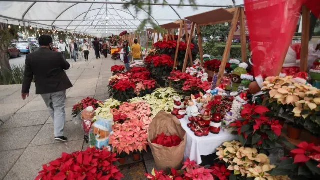 Venta de Nochebuenas en Paseo de la Reforma