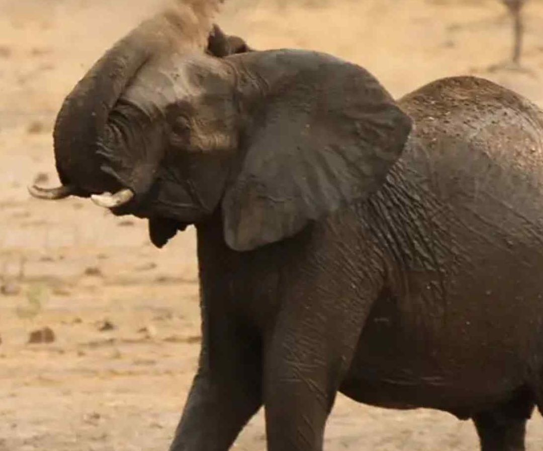 Elefantes aplastan a cazador. Foto: Reuters
