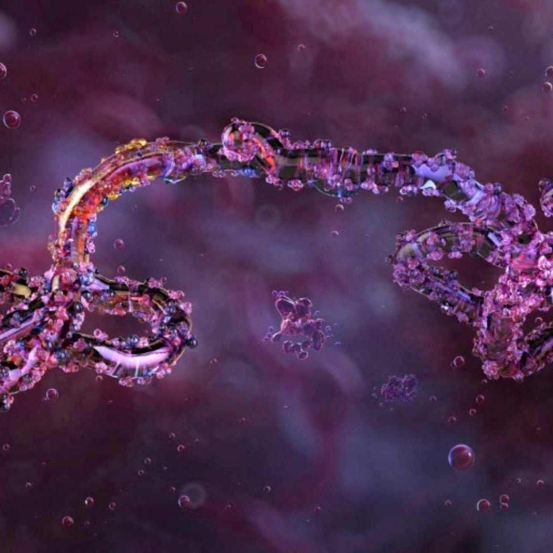 OMS Declara Emergencia de Salud Internacional por Brote de Ébola. Foto: AFP