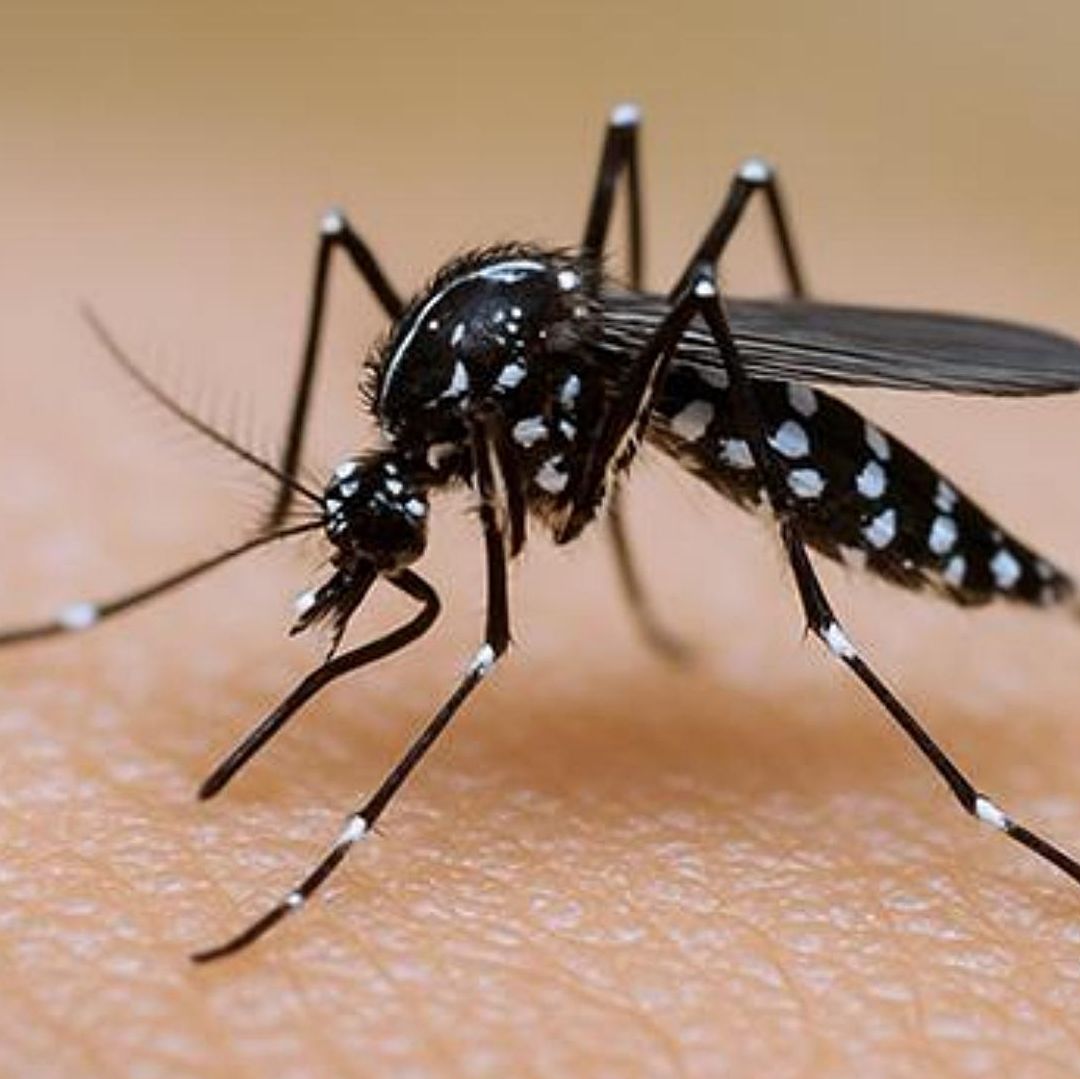 Mosquito Aedes aegypti que transmite varias enfermedades.