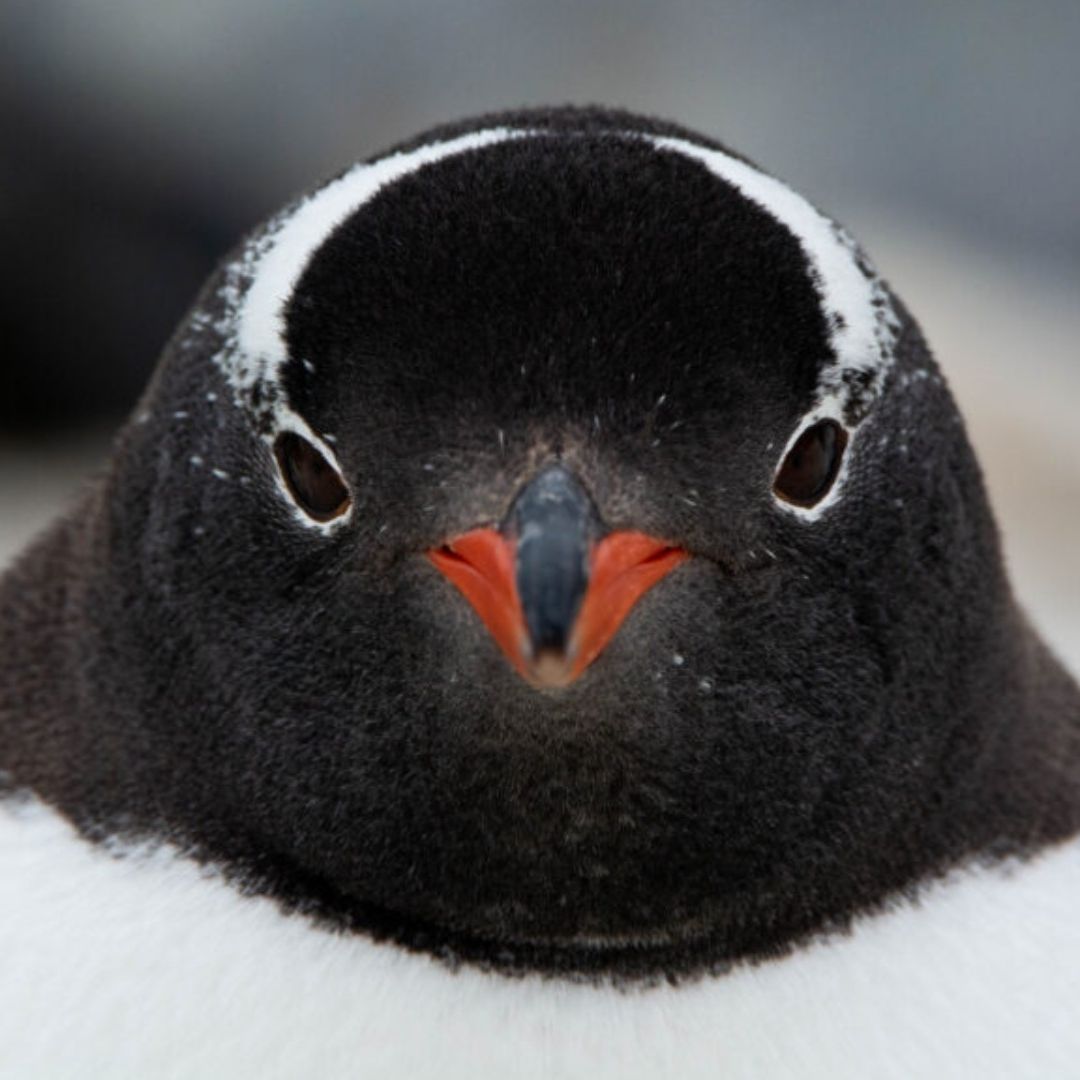 Descubren Nueva Especie de Pingüino por Vez Primera en Más de 100 Años