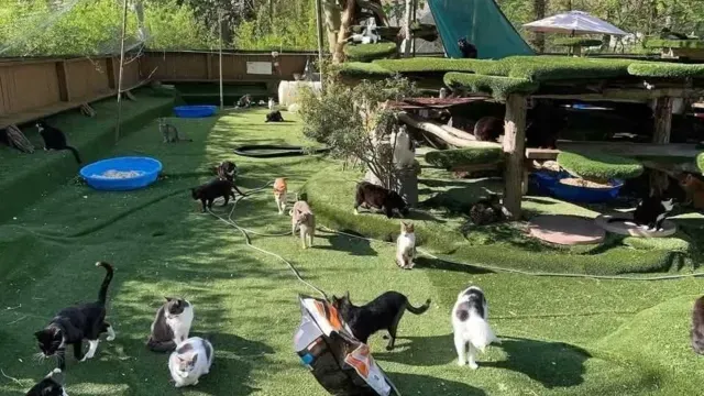 Mueren Más de 100 Michis y su Cuidador Durante Incendio en Refugio de Gatos