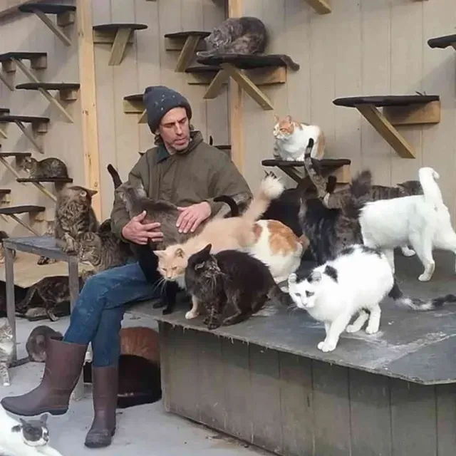 Mueren Más de 100 Michis y su Cuidador Durante Incendio en Refugio de Gatos