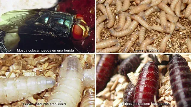 Ciclo de la mosca del gusano barrenador del ganado. Foto: Servicio de Inspección de Salud Agropecuaria EUA