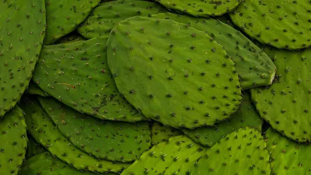 Feria del Nopal en el Monumento a la Revolución en junio 2025. Foto: Cuartoscuro
