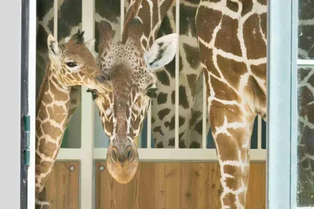Nueva cría de jirafa somalí nace en zoo de Viena