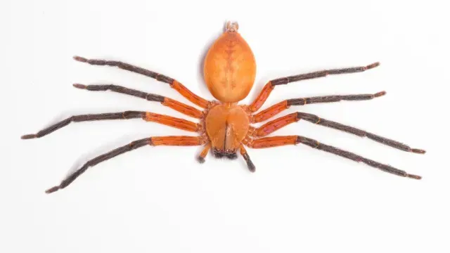 Araña Cangrejo Gigante