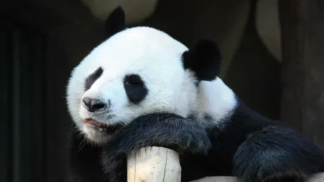 Panda gigante de Países Bajos es hembra y no macho