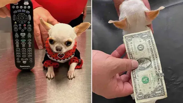 Pearl, la perrita más pequeña del mundo