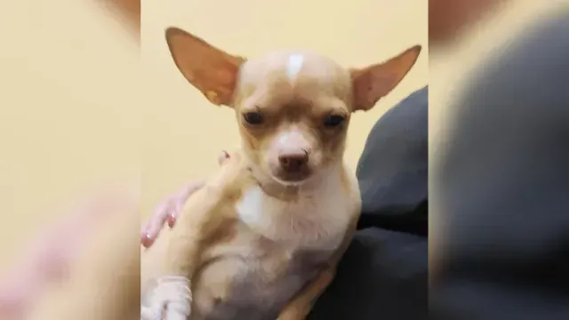 "Sugar" tenía seis años de edad. Foto: Oficina del Sheriff del Condado de Collier