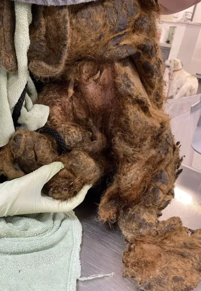 Perrito Cubierto con Más de 3 Kilos de Pelo en EU