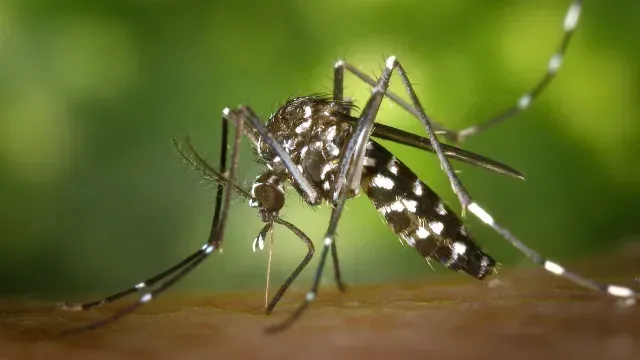 Mosquitos contagian el dengue