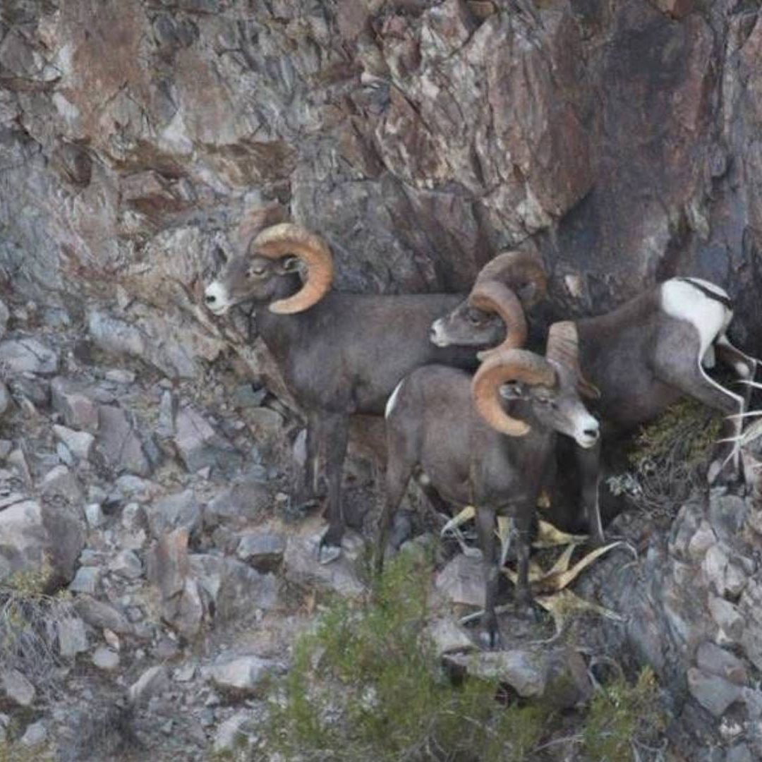 Capturan a Siete por Caza Ilegal de Borrego Cimarrón en Ensenada