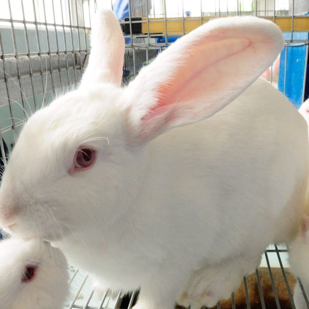 Investigan Presunto Maltrato Animal Conejo y Ratones Instituto La Paz Puebla Diseccionados con Vida