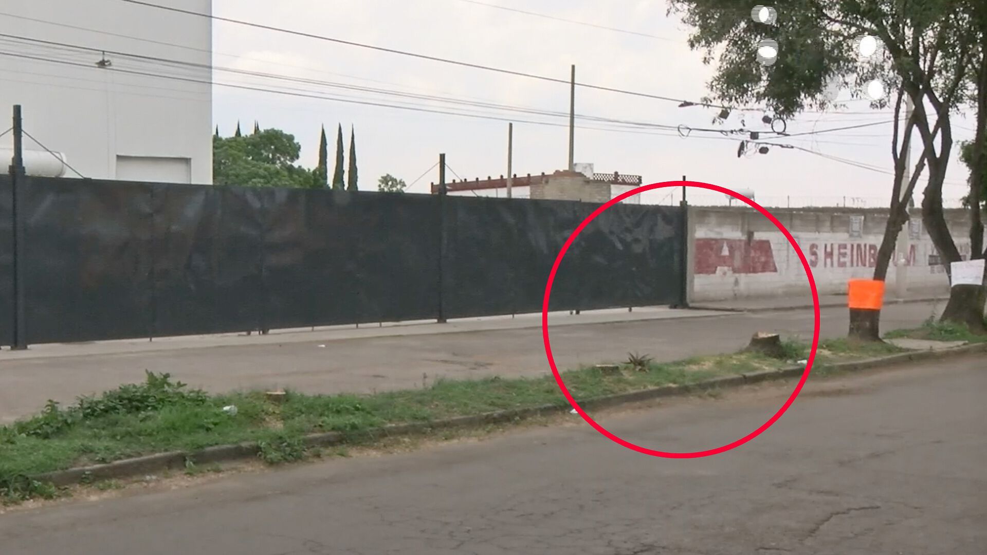 Vecinos Protestan por Presunta Tala Ilegal de Cuatro Árboles en la ...
