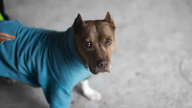 Perrita rescata de abuso sexual