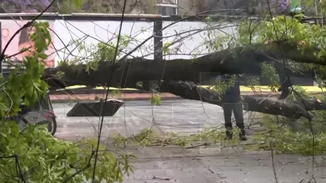 Caída de árbol por lluvias en Benito Juárez, CDMX. Foto: N+