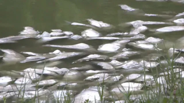 Registran Mortandad de 3 Toneladas de Peces en El Camalote