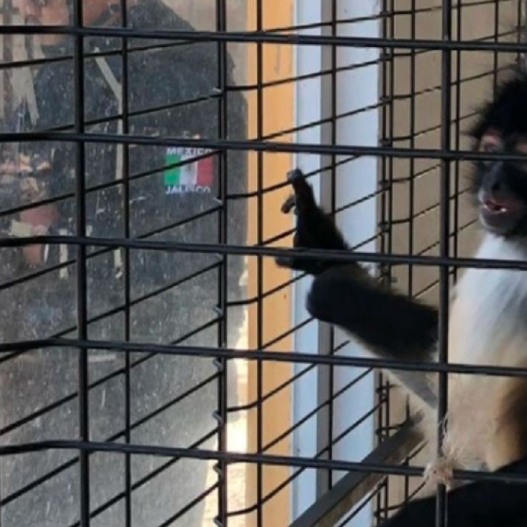 suman 3 monos arañas decomisados en Jalisco