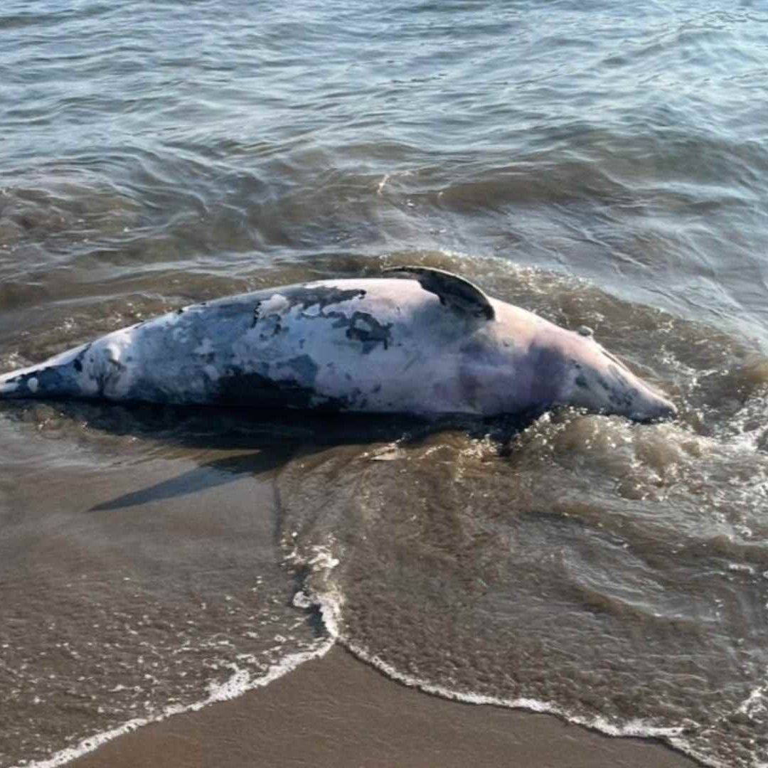 Hallan Delfín sin Vida en Playa de Coatzacoalcos Zona Costera San Martin Ciudad Olmeca Veracruz