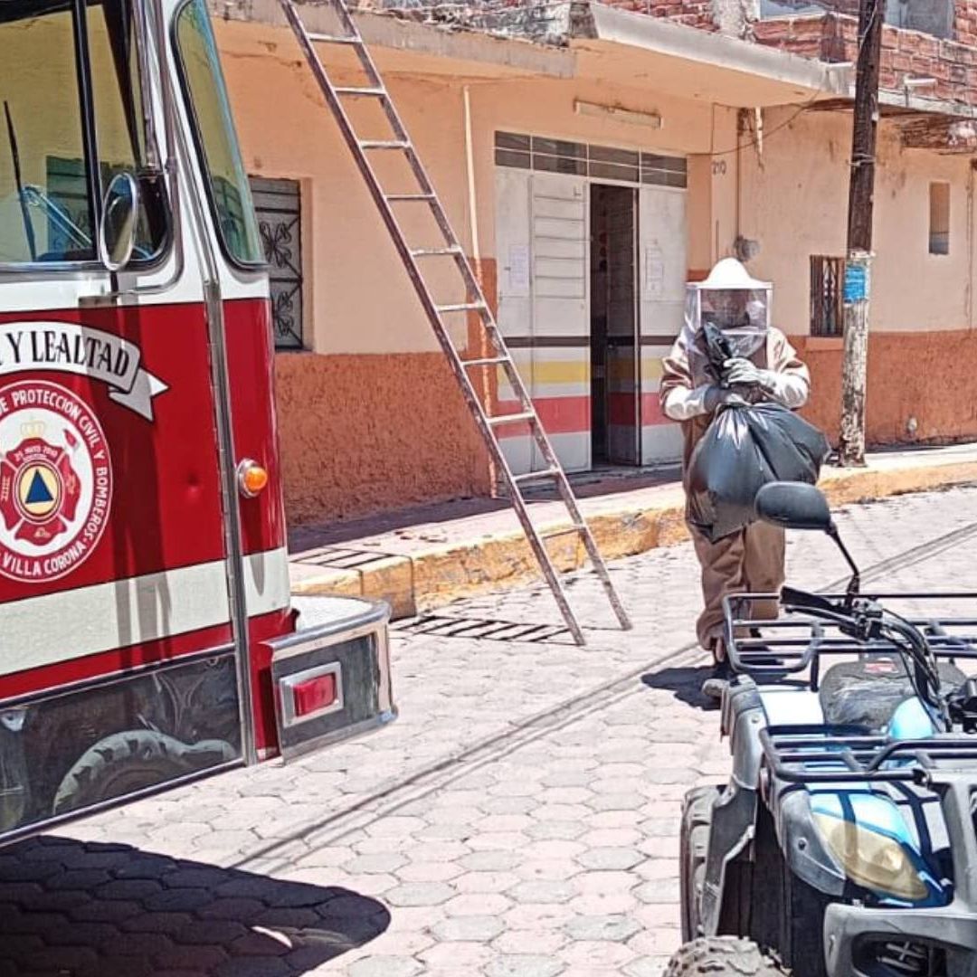 Mujeres atacadas por abejas hospitalizadas.