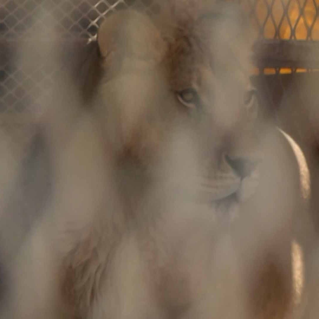 Clausuran Zoológico en Arteaga por Operar sin Permisos; Tenían Leones y Tigres