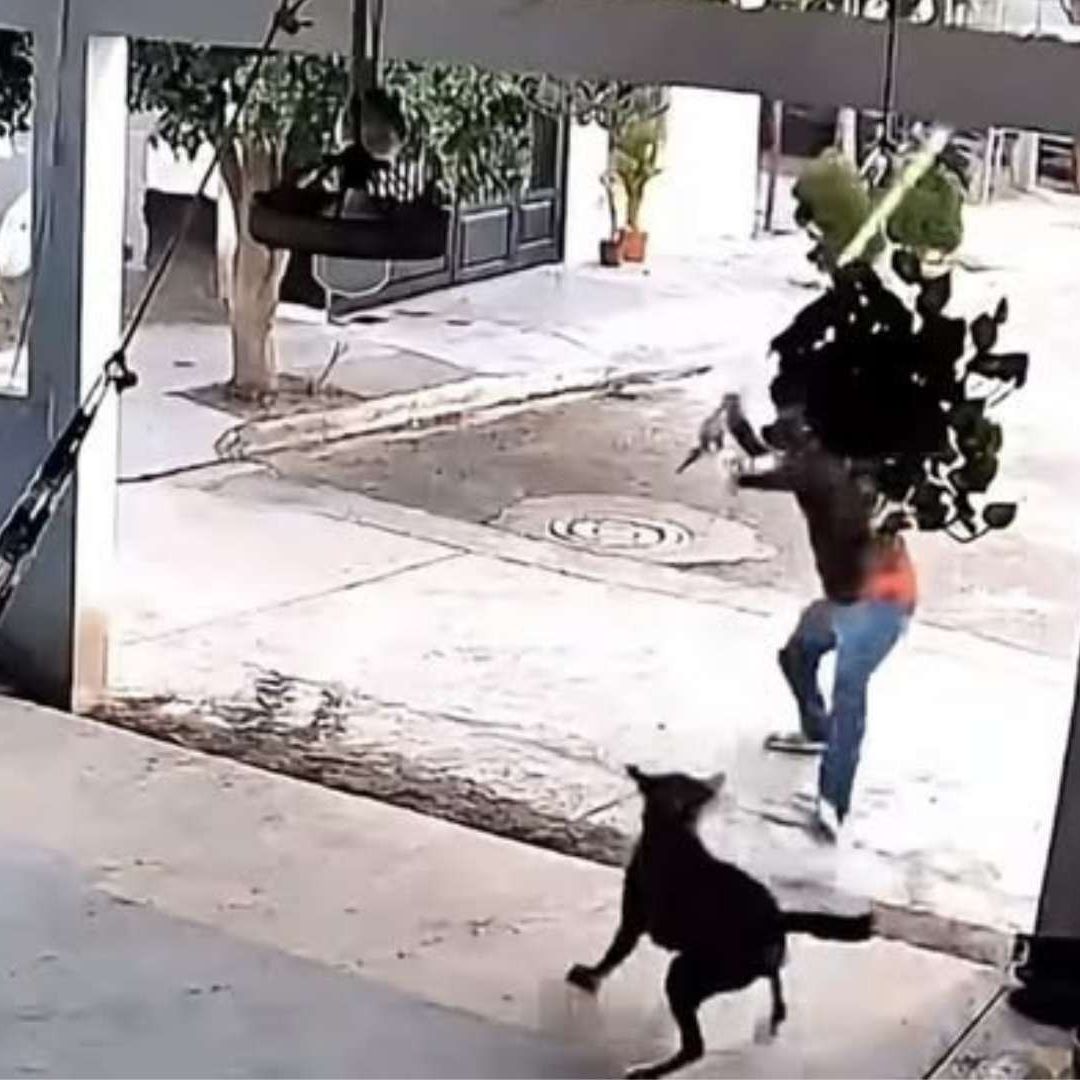 Investigan Agresión a Perro Llamado "Toto" en Navojoa, Sonora