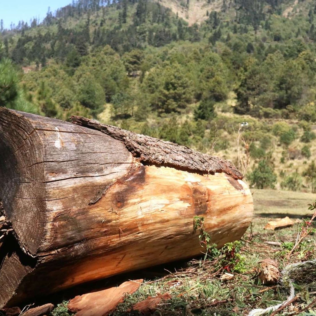 Bosque del Agua, en Ocuilan, donde pobladores protestan contra la tala ileal. Foto: Cuartoscuro | Archivo