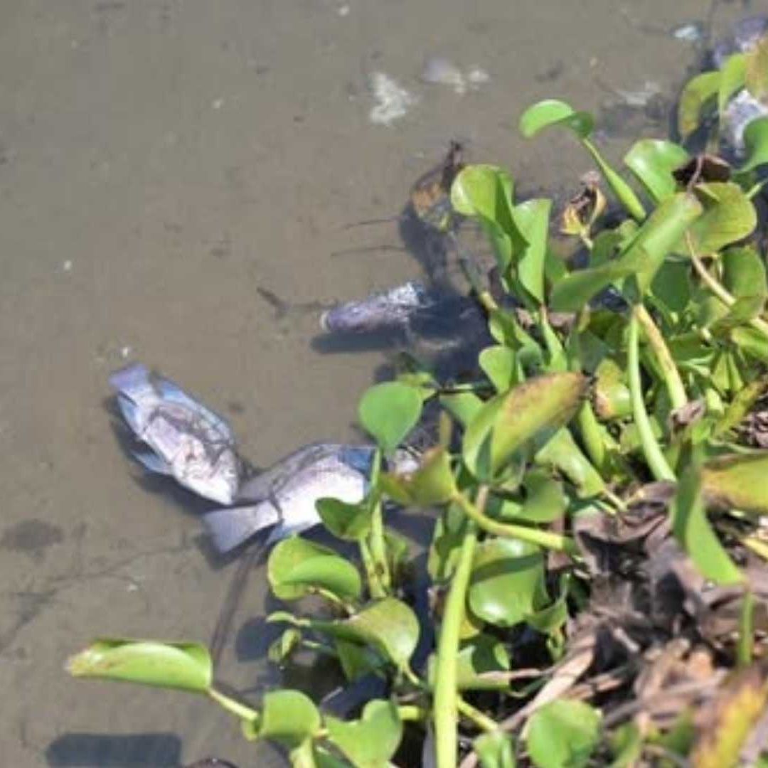 Reportan Mortandad de Peces en en Laguna Tarimoya Zona Norte Ciudad de Veracruz