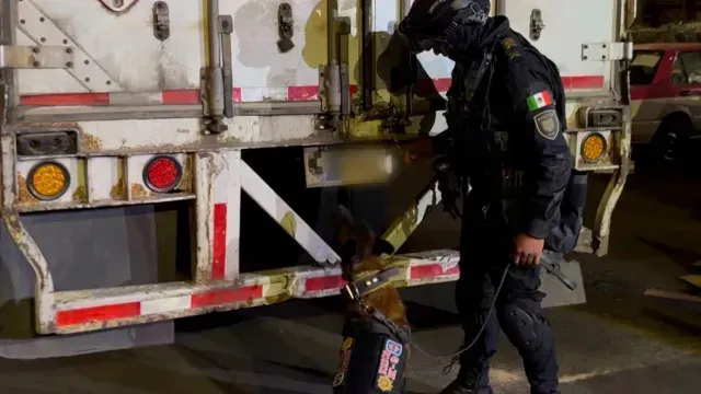 El binomio canino Samuel encontró la droga oculta. Foto: X @GabSeguridadMX