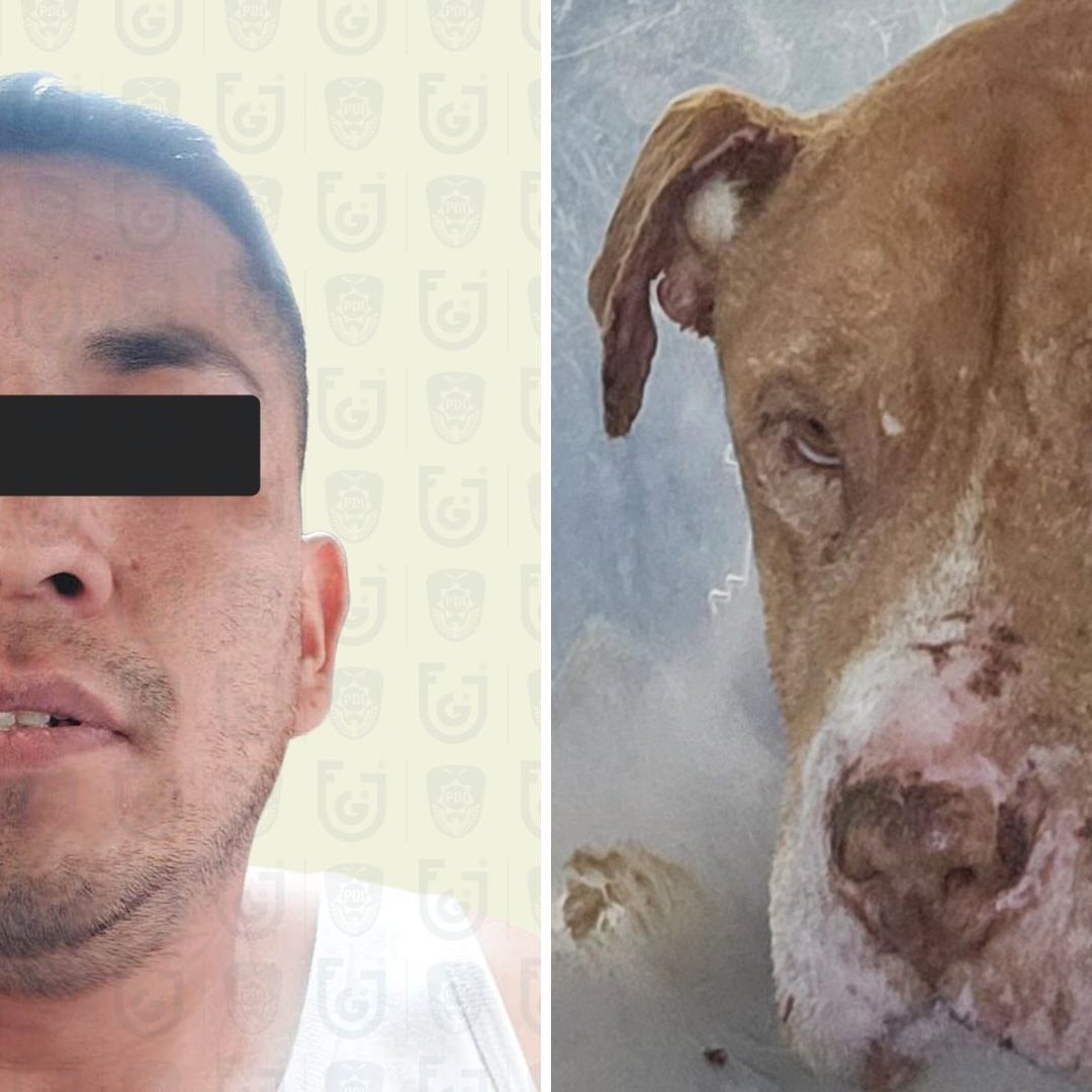 Justicia para “Nicolás”: Perro Muere al Defender a su Dueña de Agresión de su Exesposo en CDMX