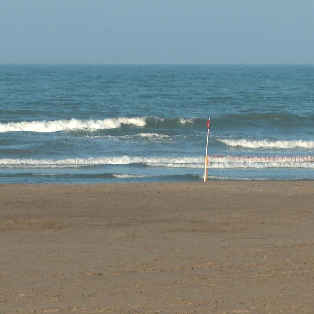 Reportan Arribos de Tortugas en Playa Chachalacas Veracruz Durante Temporada de Anidación