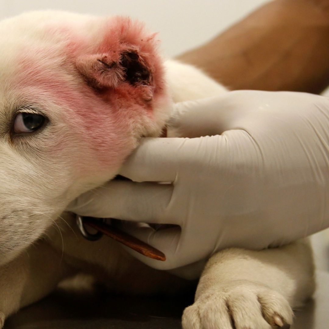 Gusano Barrenador en CDMX: ¿Cómo Proteger a tu Mascota de la Larva?